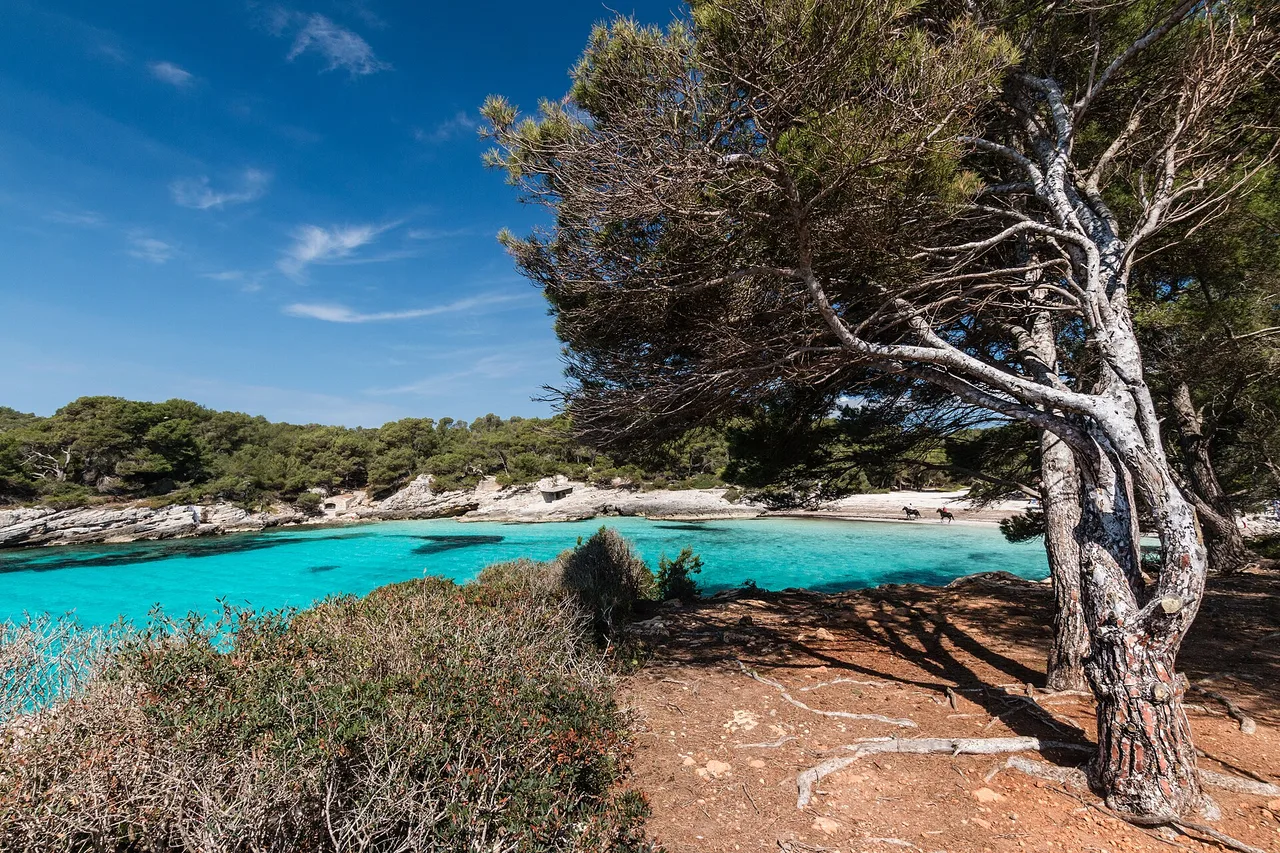 Cala en Turqueta vue depuis le sentier : un pin incliné par le vent au premier plan, la terre rouge et les racines à nu, l’eau turquoise de la crique, et sur le sable au fond deux cavaliers à cheval.