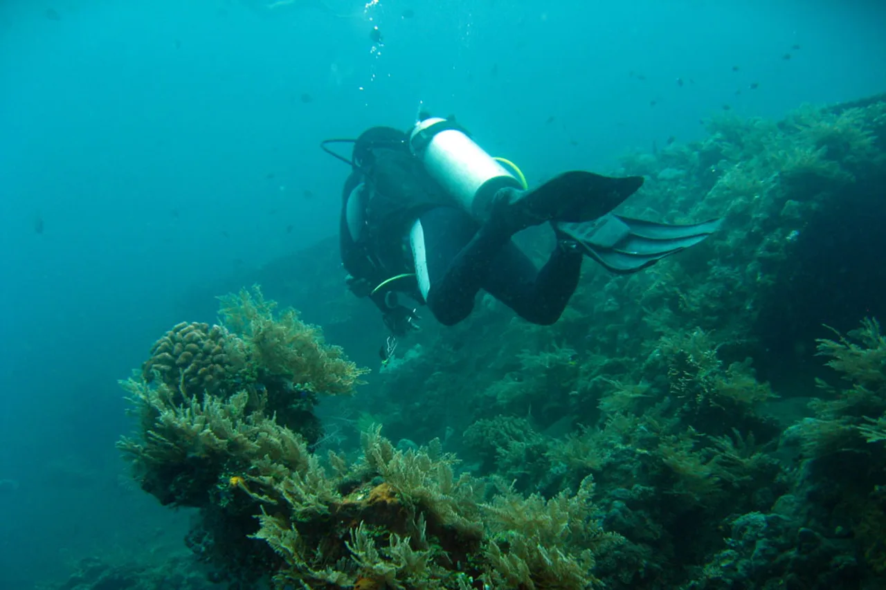 A diver with a tank hovers over a coral reef covered in life in turquoise water; the wreck is not visible in the photo