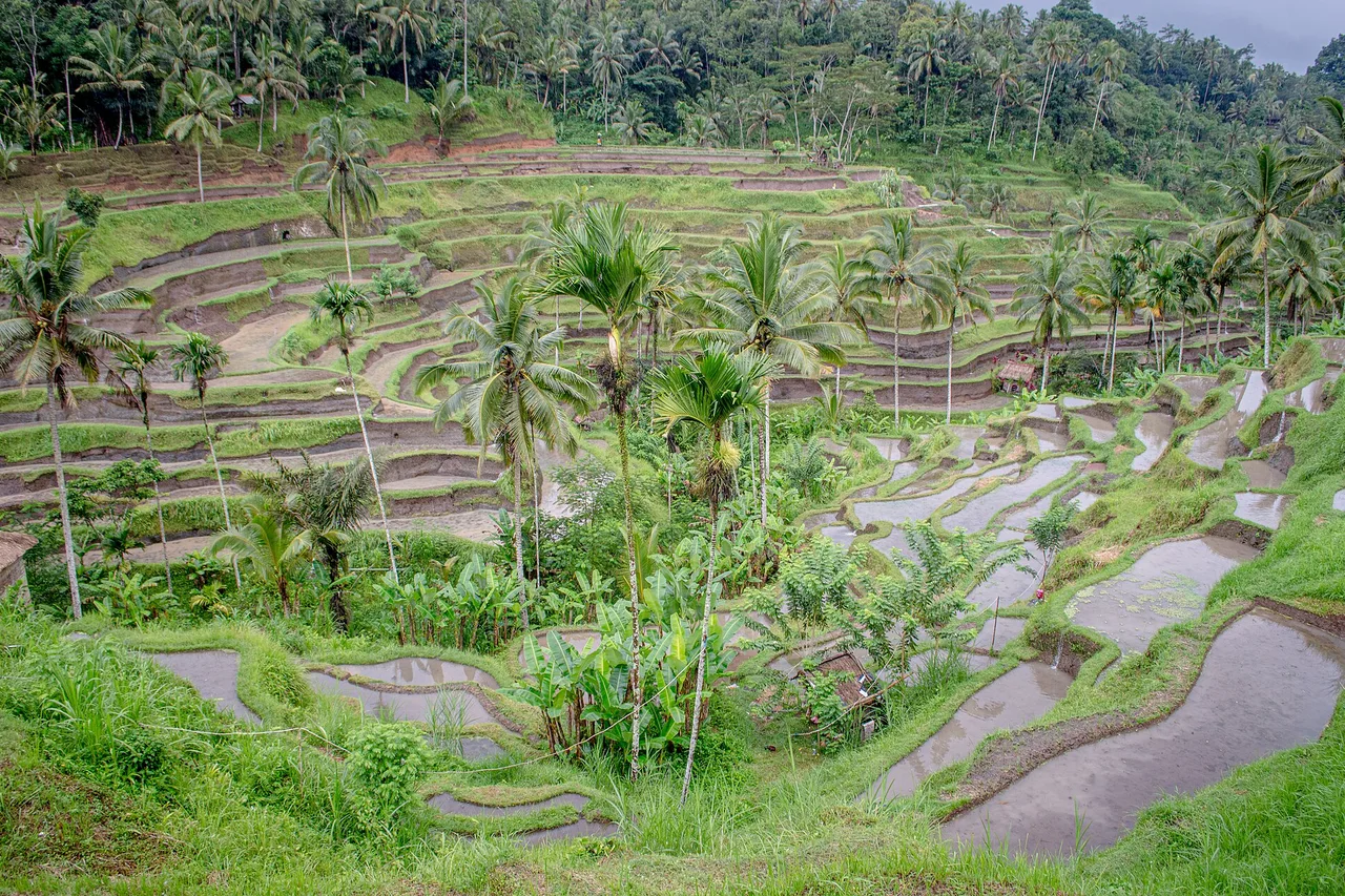 Stepped rice terraces with water-filled paddies and tall coconut palms at Tegallalang, wooded slopes behind