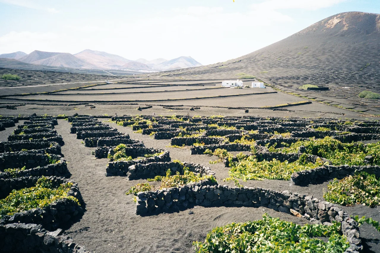 The La Geria vines planted in hollows dug into black volcanic gravel, with a volcano behind