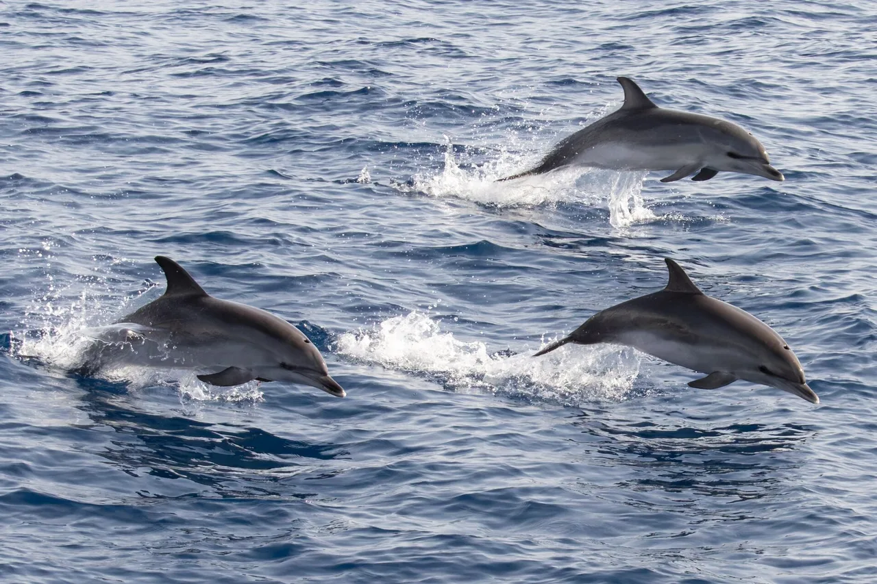 Tre delfini macchiati saltano affiancati fuori dall'Atlantico blu scuro, con gli spruzzi intorno.