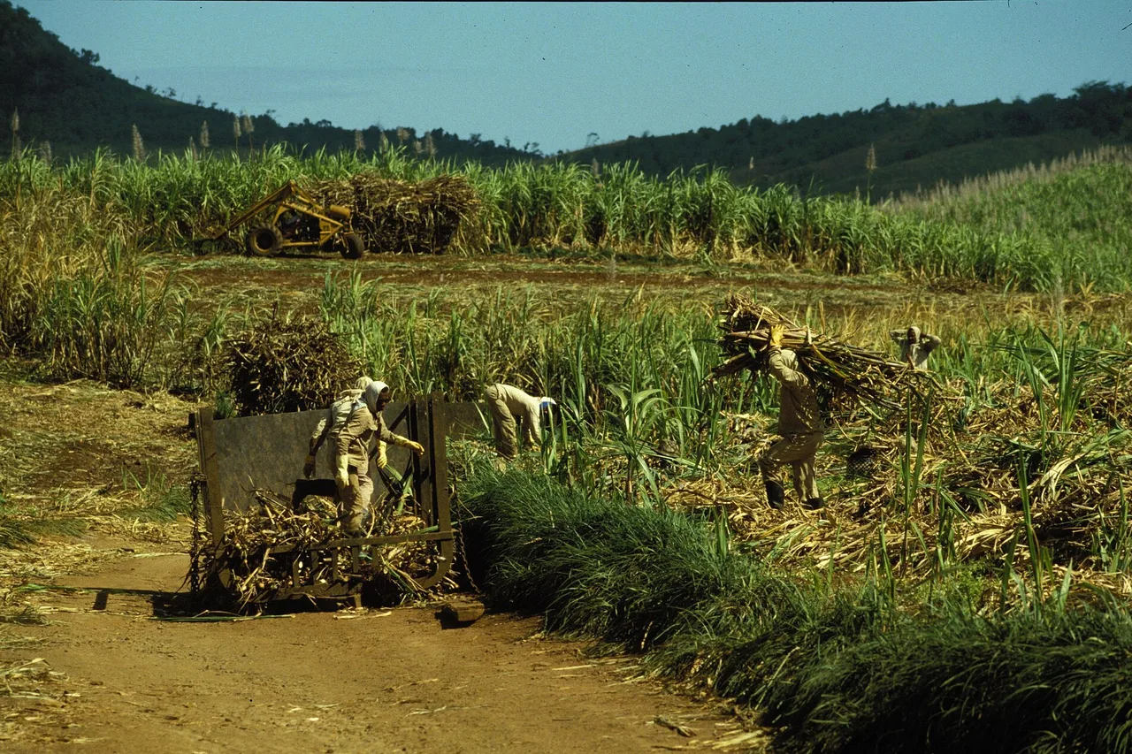 Zuckerrohrernte auf einem Feld auf Mauritius