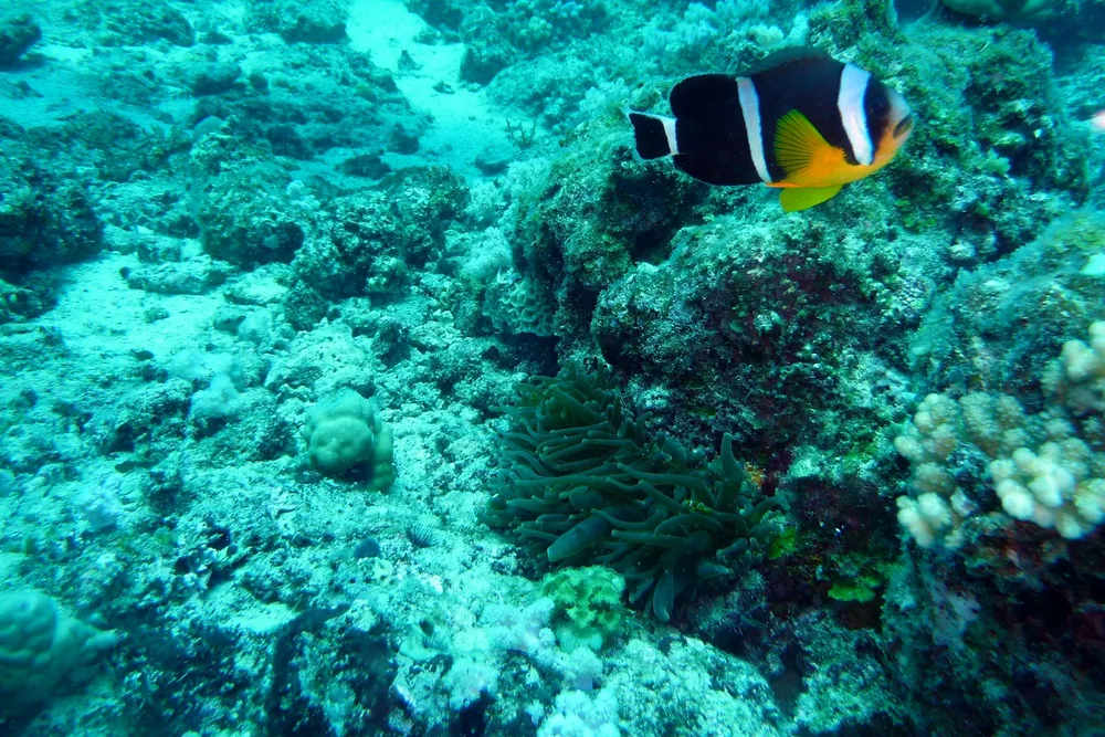سمكة المهرج الموريشية (Amphiprion chrysogaster)، نوع مستوطن في الحيد