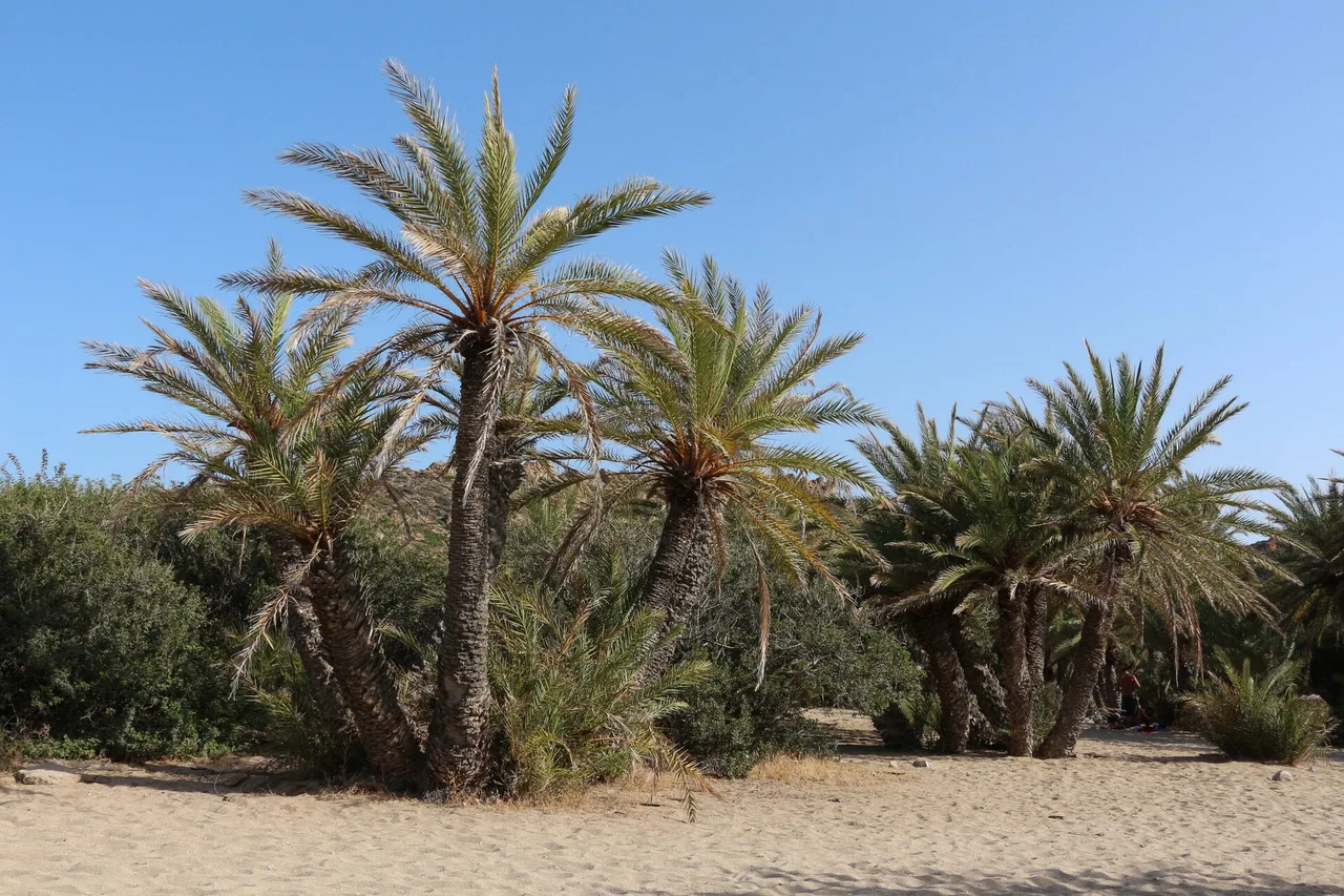 Le bosquet de palmiers de Vaï sur le sable, à l’extrémité est de la Crète : des dizaines de palmiers trapus aux palmes larges serrés les uns contre les autres sous un ciel bleu sans nuage.