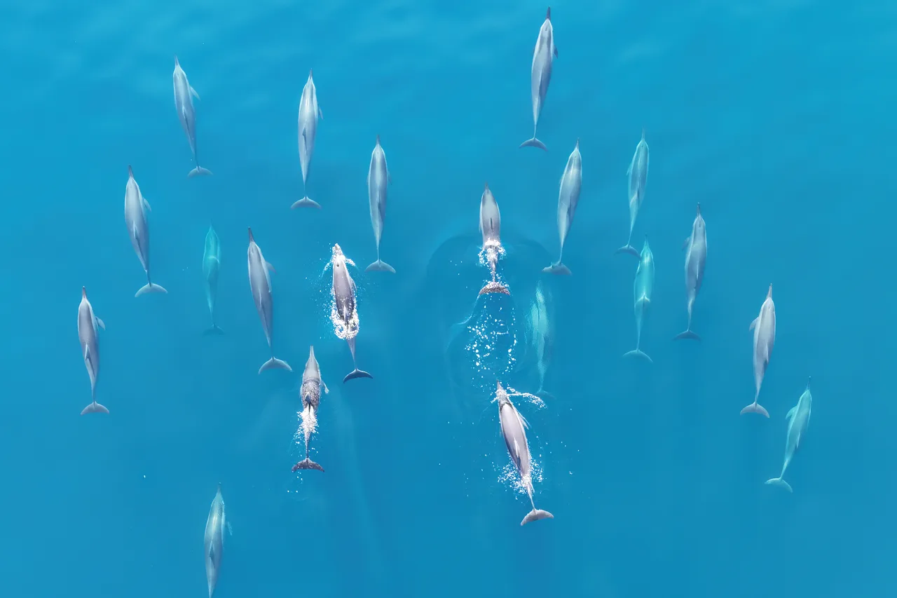 Nager avec les dauphins