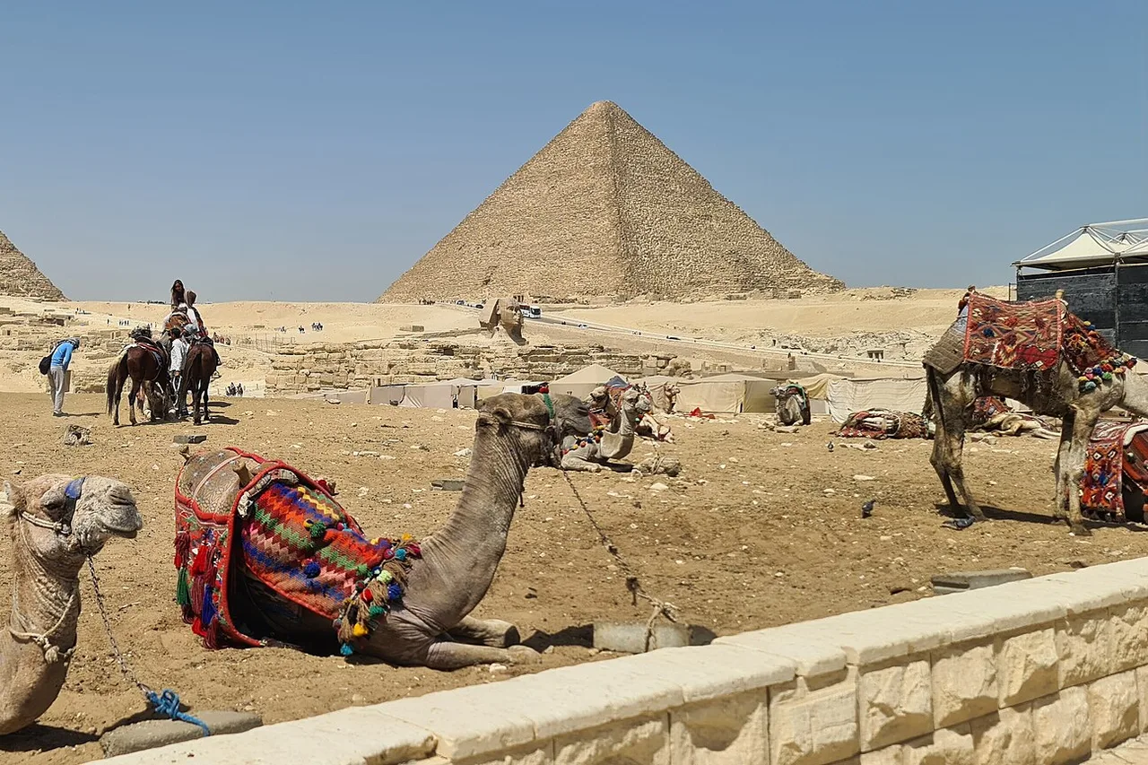 Plusieurs chameaux aux selles colorées couchés dans le sable devant la pyramide de Khéops, entourés de cavaliers et de visiteurs.