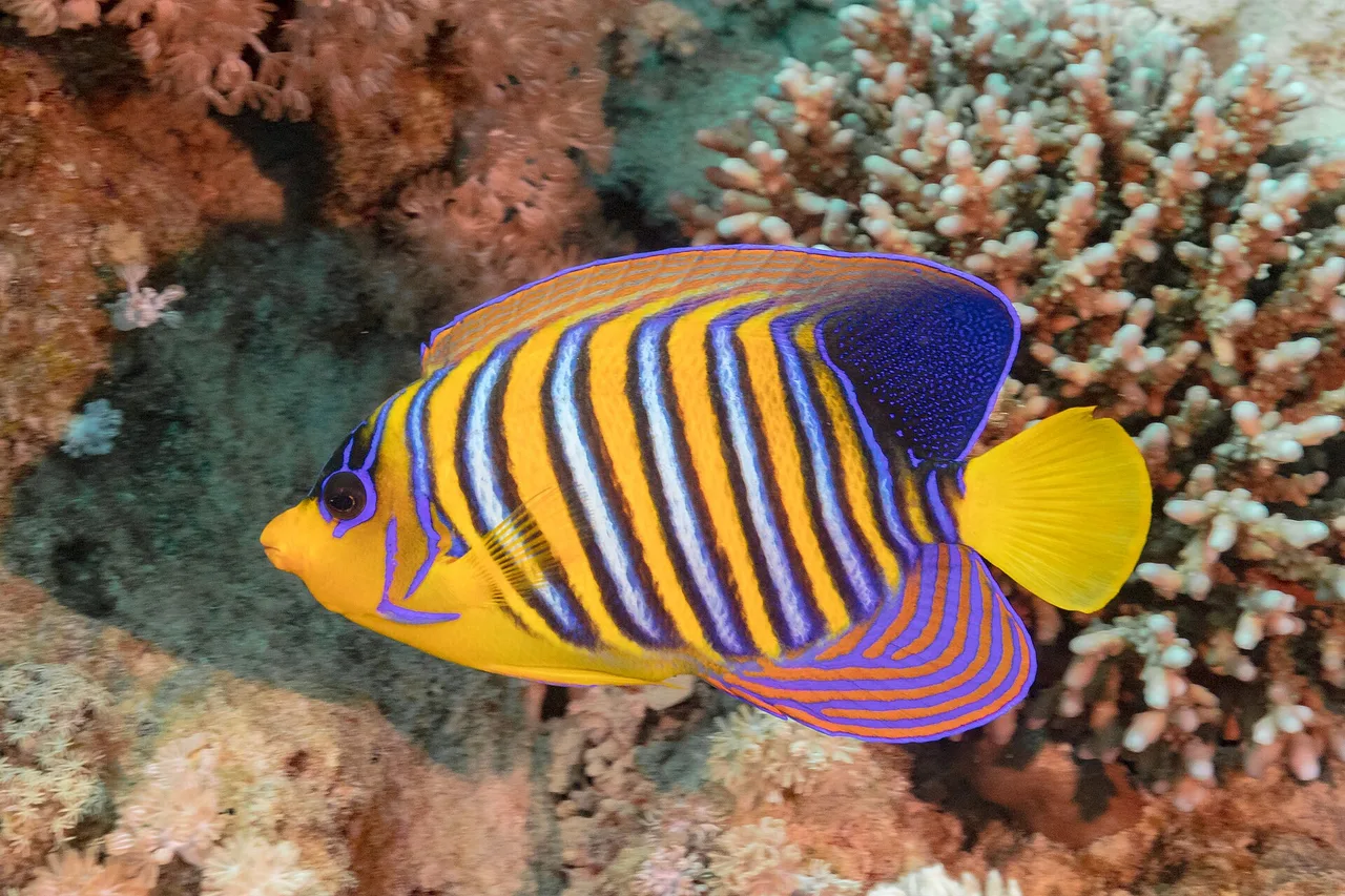 Ein Pfauen-Kaiserfisch mit gelben und blauen Streifen vor Korallen im Nationalpark Ras Mohammed.