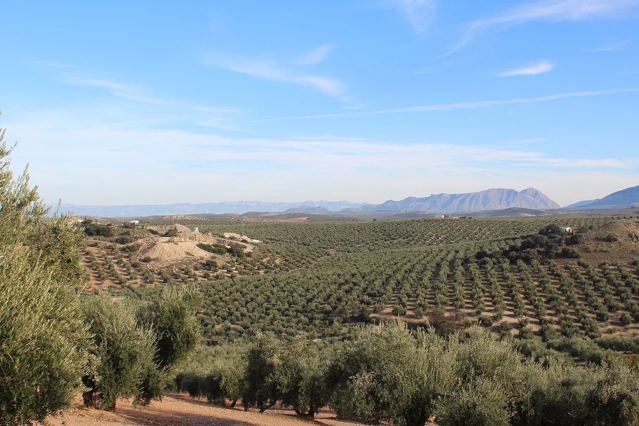Un paesaggio di ulivi in filari regolari sulle colline della provincia di Jaén