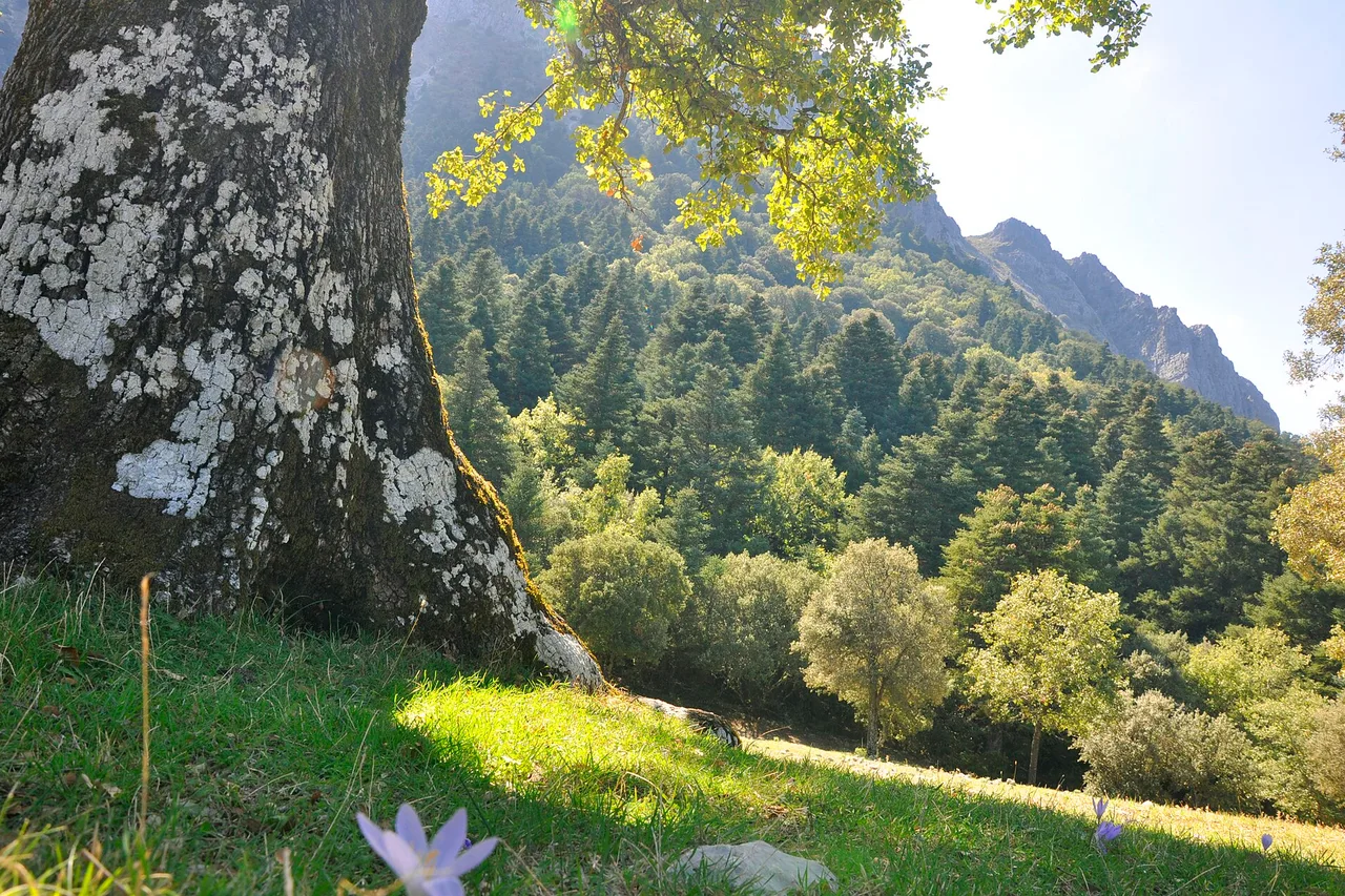 Der spanische Tannenwald der Sierra de Grazalema, im Vordergrund ein alter flechtenbewachsener Stamm