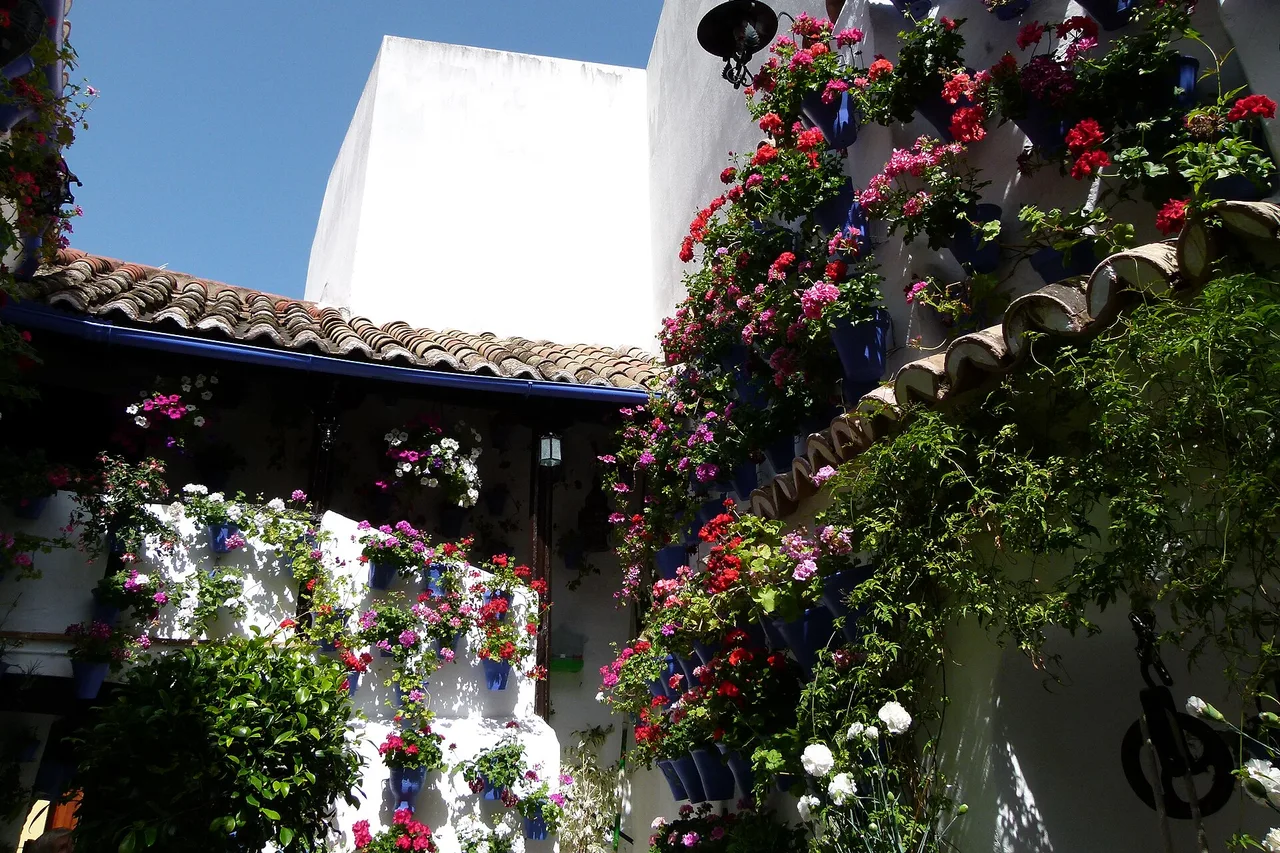 A Córdoba patio covered in geraniums in blue pots on white walls, in full sun