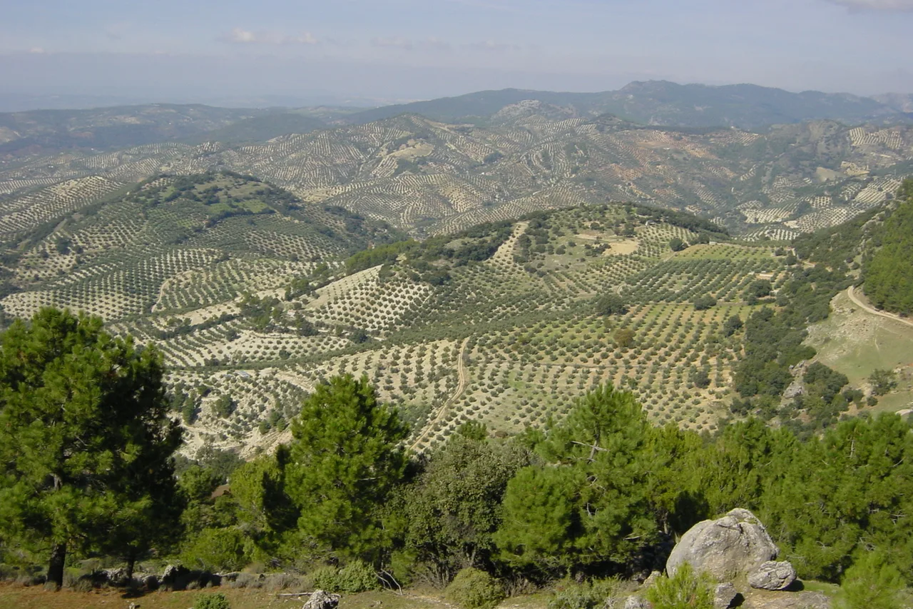 The olive groves of Jaén province stretching over the Andalusian hills
