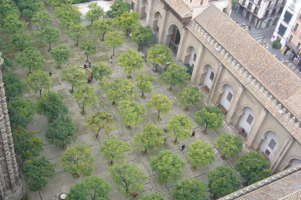 The Patio de los Naranjos of Seville cathedral seen from above, its orange trees lined up in the courtyard