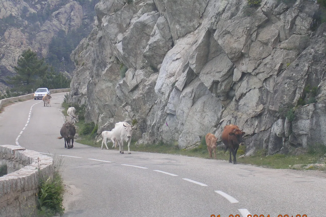 Una stretta strada asfaltata costeggia una parete rocciosa, mucche e vitelli camminano sulla carreggiata e più in là corre un’auto bianca