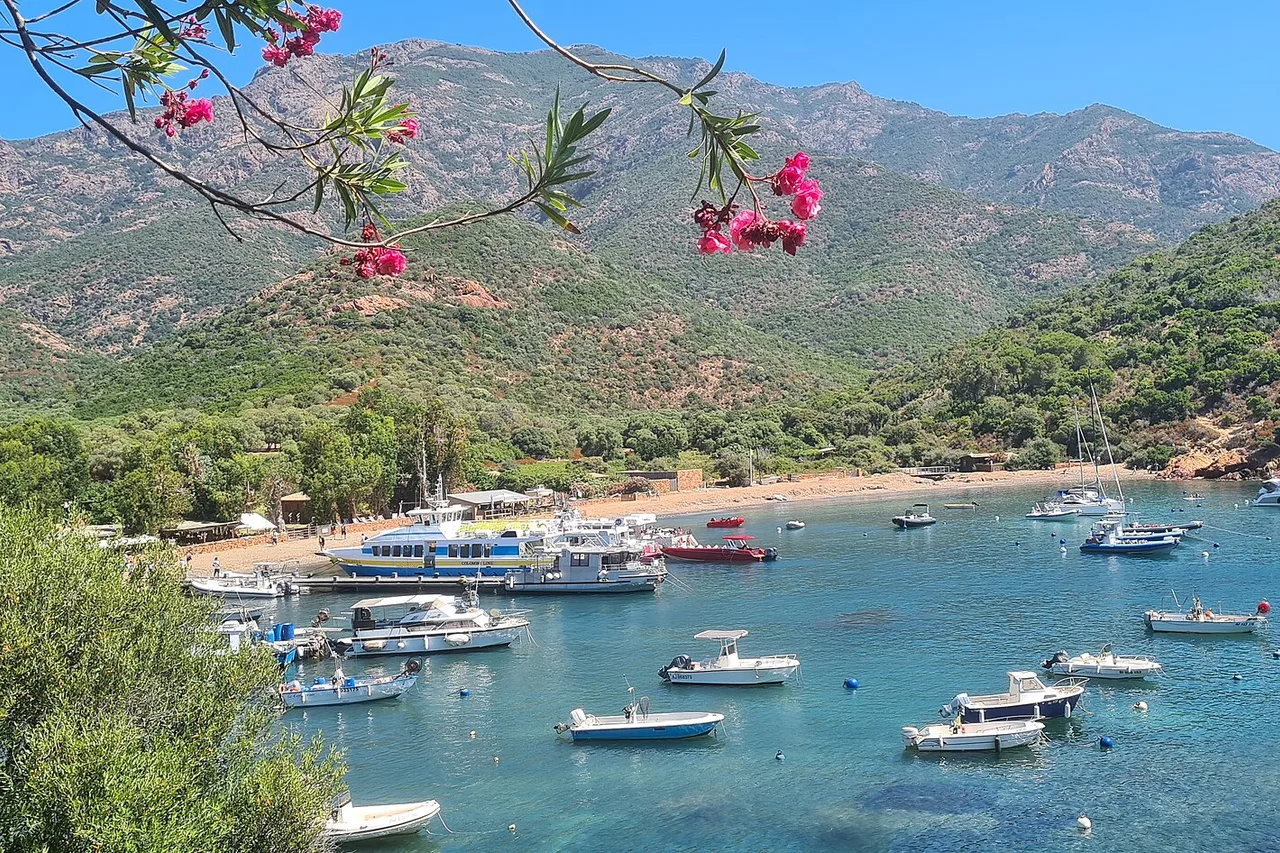 La baia di Girolata con barche da escursione davanti a una spiaggia di ciottoli e montagne boscose, in primo piano un ramo con fiori rosa.