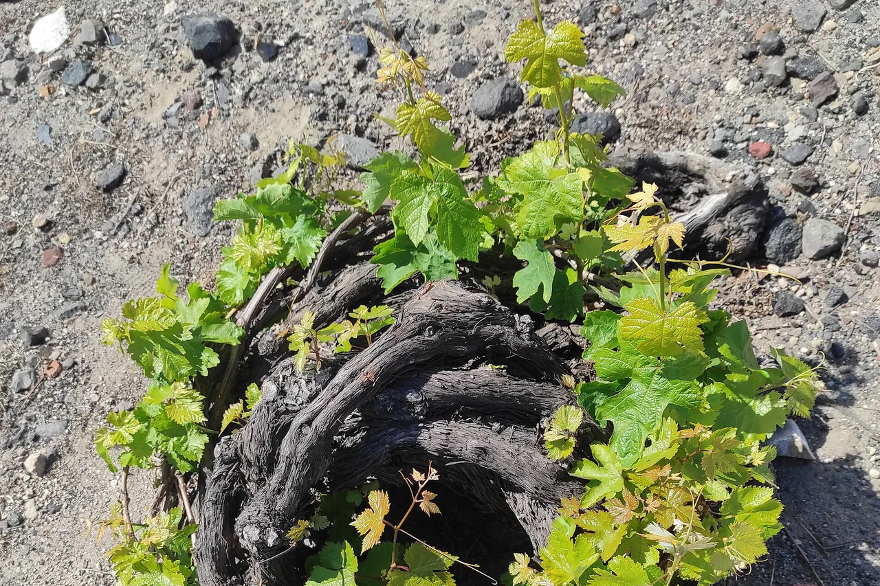 Un ceppo di vite assyrtiko intrecciato a forma di cesto cresce da un terreno vulcanico grigio a Santorini