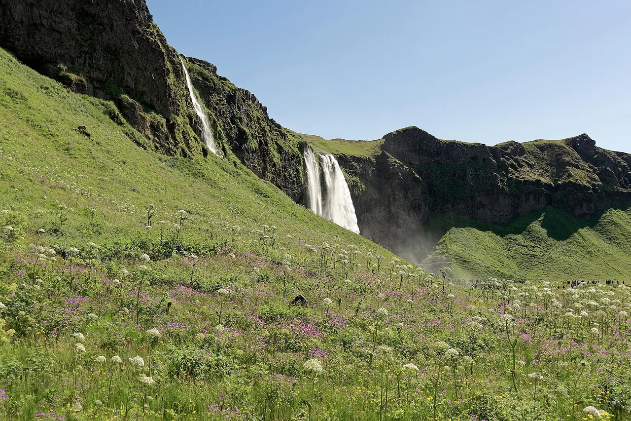 Der Wasserfall Seljalandsfoss von einer Blumenwiese aus, unter blauem Himmel