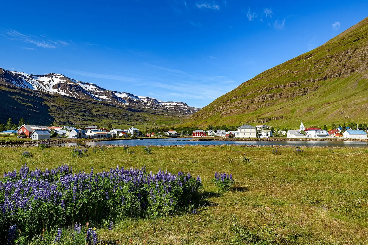 Der Ort Seyðisfjörður am Ende seines Fjords, mit Lupinen im Vordergrund