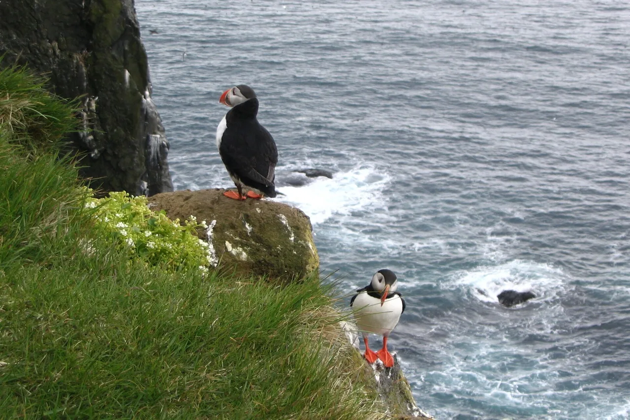 Papageitaucher auf einer grasbewachsenen Klippe über dem Meer in Island