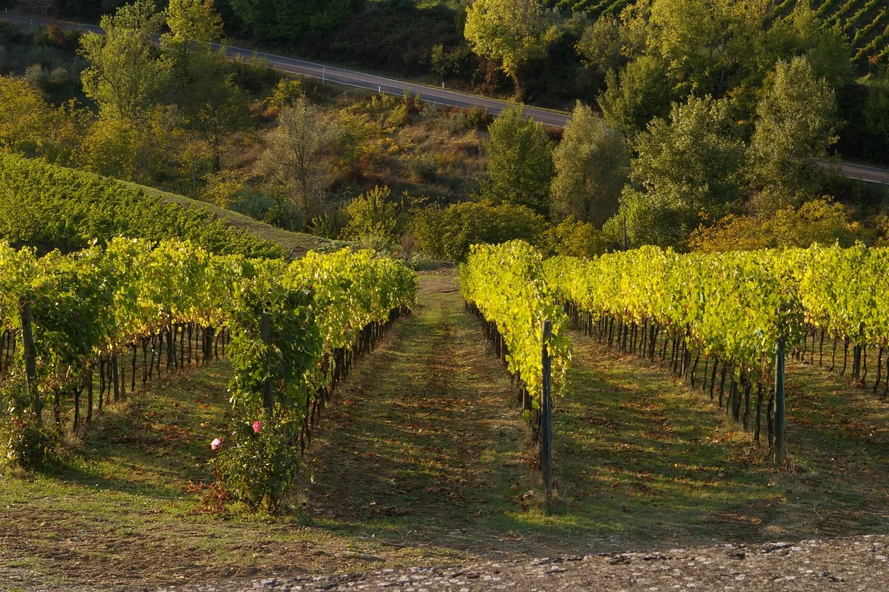Una strada del Chianti fra cipressi e vigne sulle colline toscane
