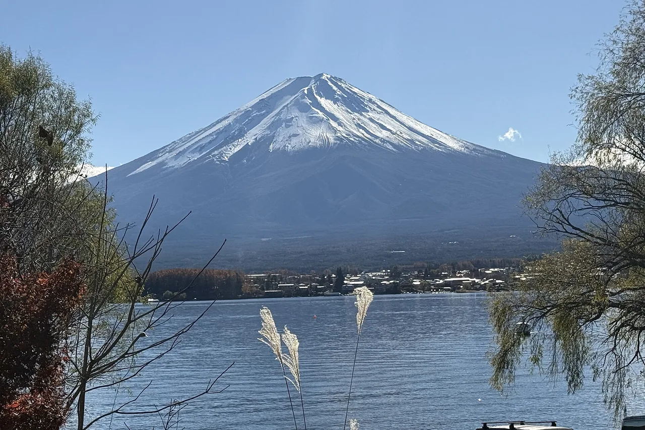 Le mont Fuji au sommet enneigé, devant le lac Kawaguchi, avec des roseaux au premier plan