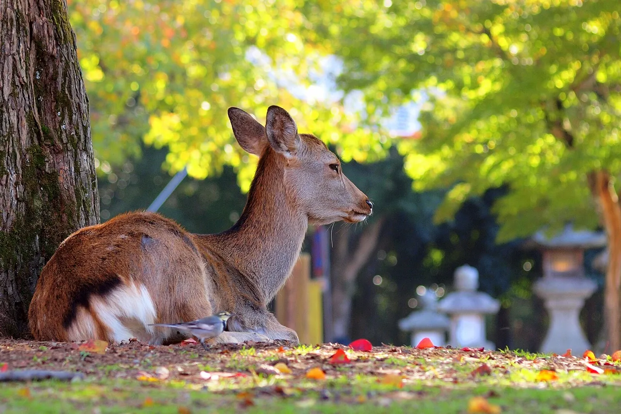 Un cervo sika sdraiato sotto un albero dalle foglie autunnali, parco di Nara, Giappone
