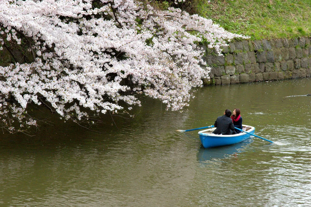 Visitantes bajo los farolillos rojos y los cerezos iluminados de Chidorigafuchi, Tokio