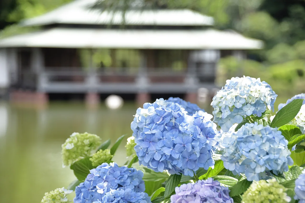 Hortensias azules en flor ante el pabellón de un jardín japonés en junio