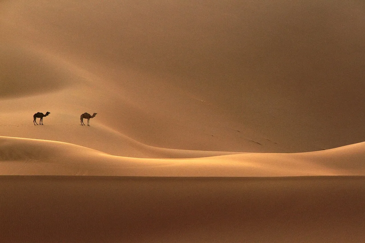 Dos dromedarios diminutos perdidos en la inmensidad de las dunas del erg Chigaga al atardecer