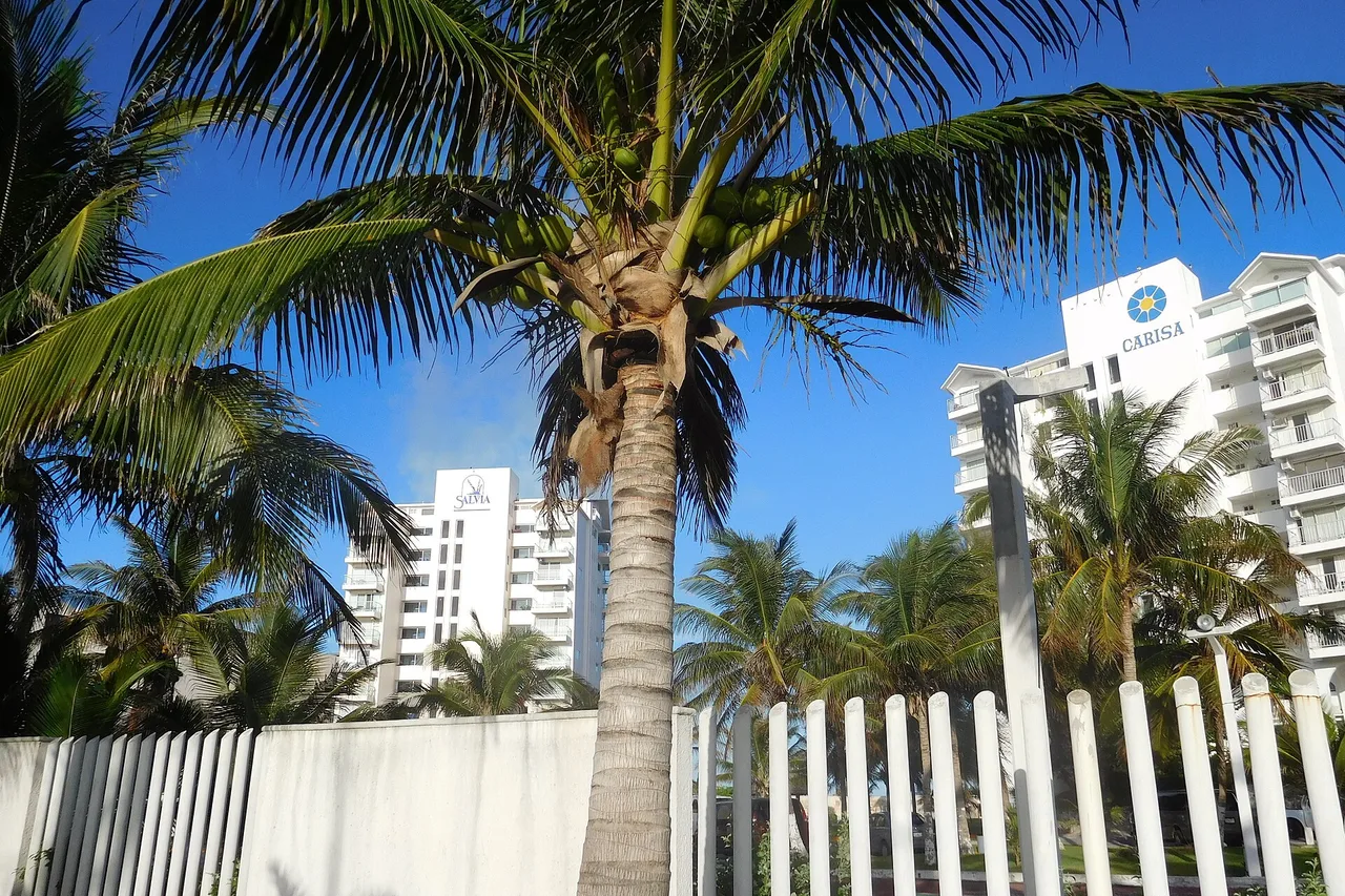 Palmen und weiße Hotelhochhäuser in der Hotelzone von Cancún unter blauem Himmel