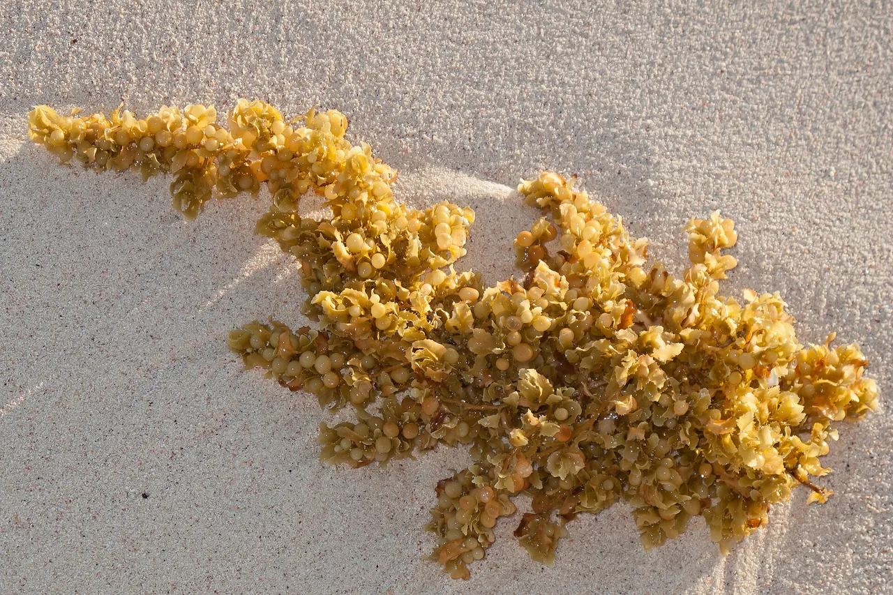 Nahaufnahme eines goldbraunen Sargassum-Büschels, angespült auf weißem mexikanischem Sand