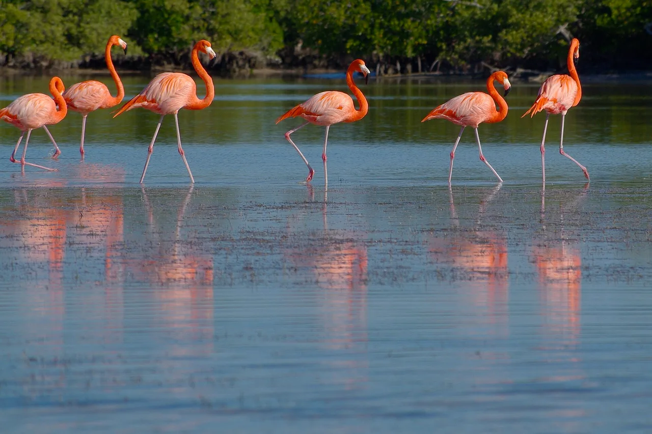 Five pink flamingos wade through the shallow, mirror-like water of the Río Lagartos lagoon.