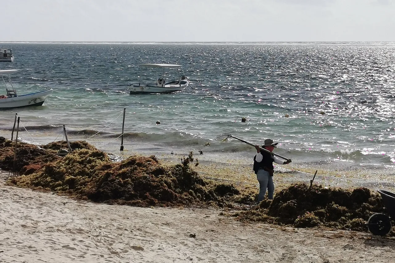 Un trabajador recoge con horca montones de algas pardas varadas en una playa del Caribe