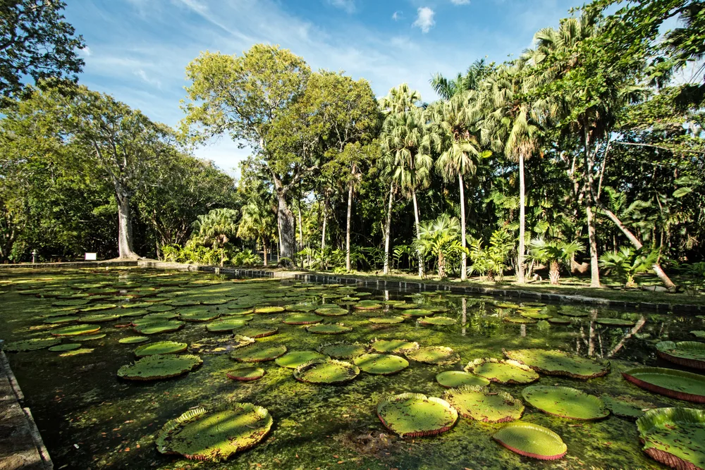 Das Becken mit Riesenseerosen im Garten von Pamplemousses, neben L'Aventure du Sucre