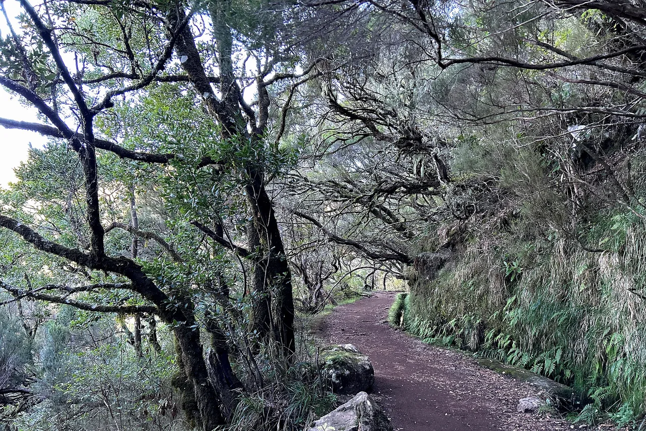 Sentiero di terra lungo la levada do Caldeirão Verde tra alberi antichi coperti di muschio