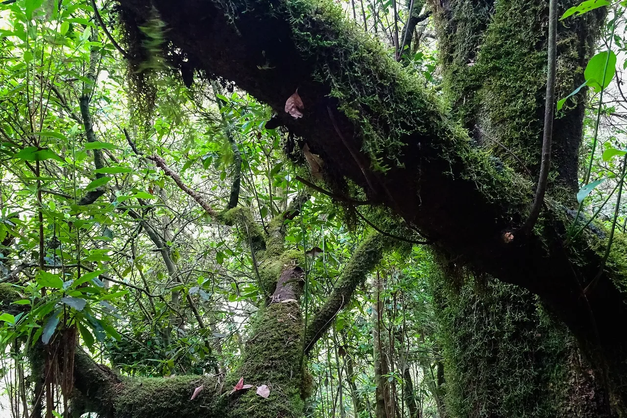 Fitta foresta di allori coperta di muschio lungo la levada do Furado, vicino a Ribeiro Frio