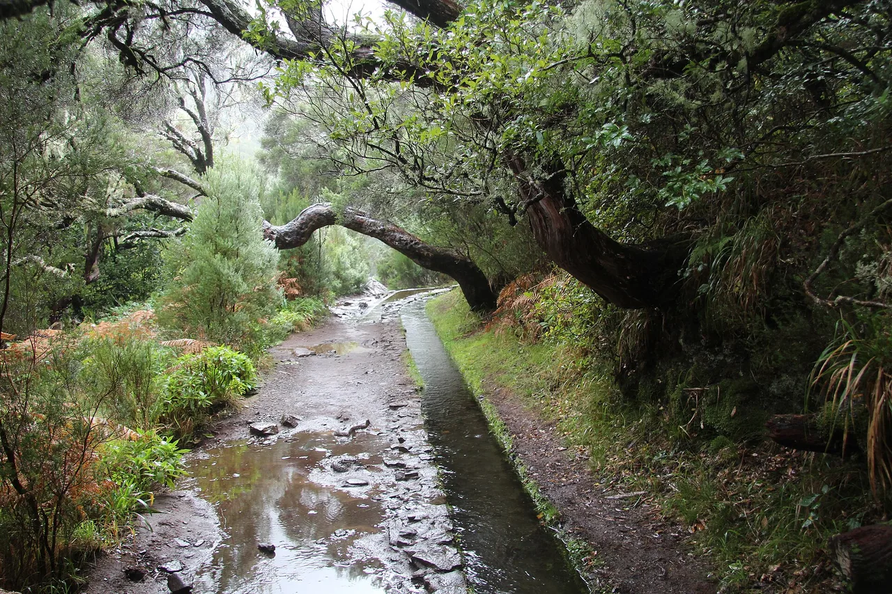 Un sentiero largo accanto alla levada do Risco sotto alberi contorti che formano una volta
