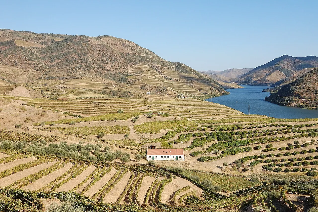 The terraced vineyards of the Douro valley stepping down to the river