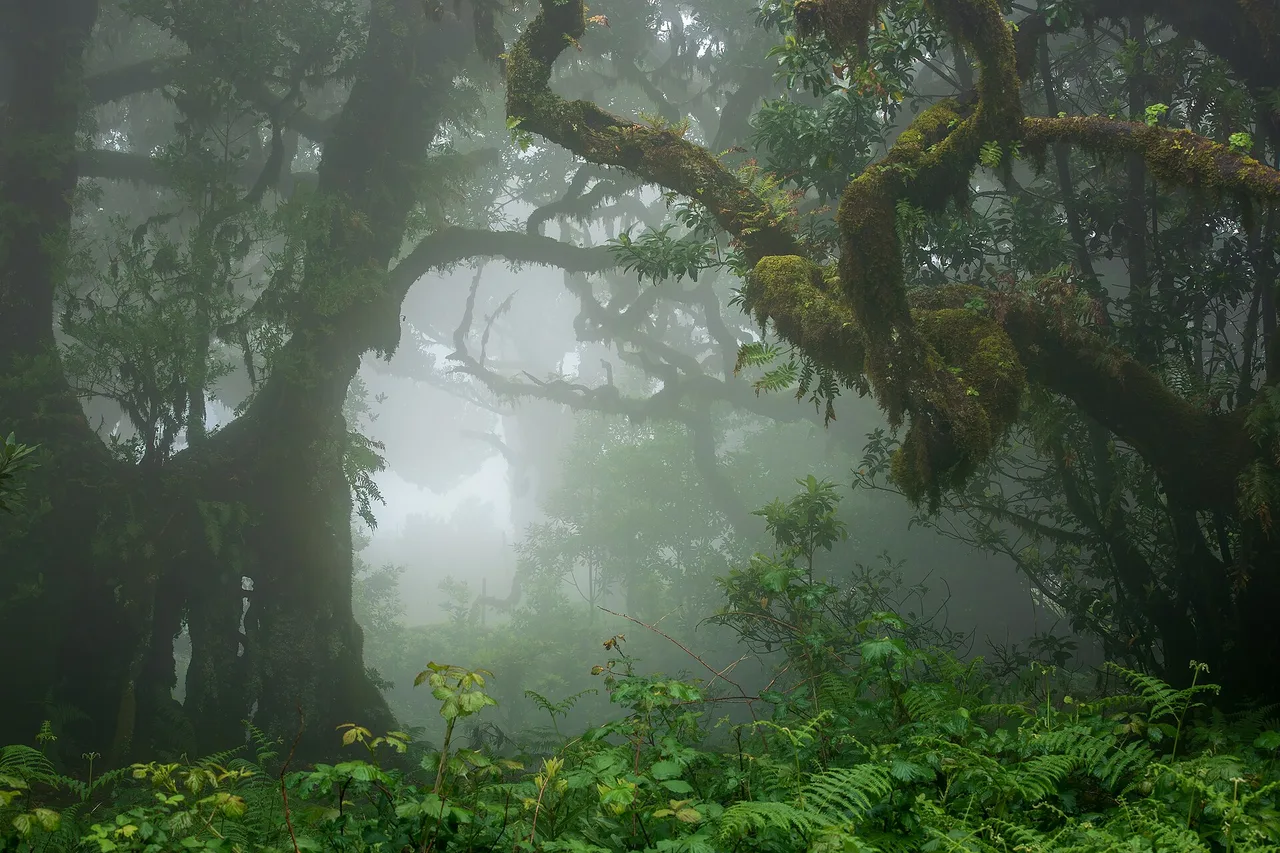Des lauriers centenaires couverts de mousse dans le brouillard, forêt de Fanal