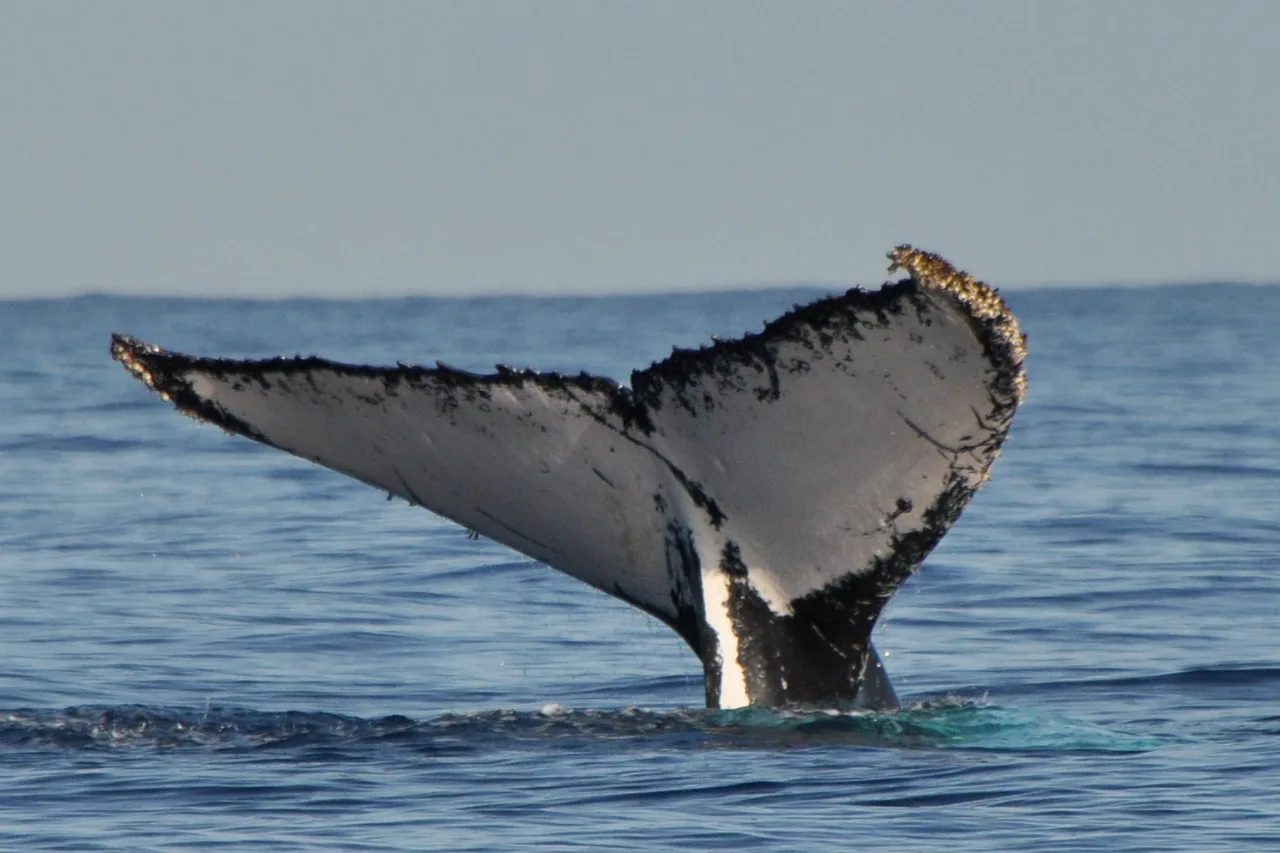 Nageoire caudale d'une baleine à bosse dressée hors de l'eau au large de La Réunion