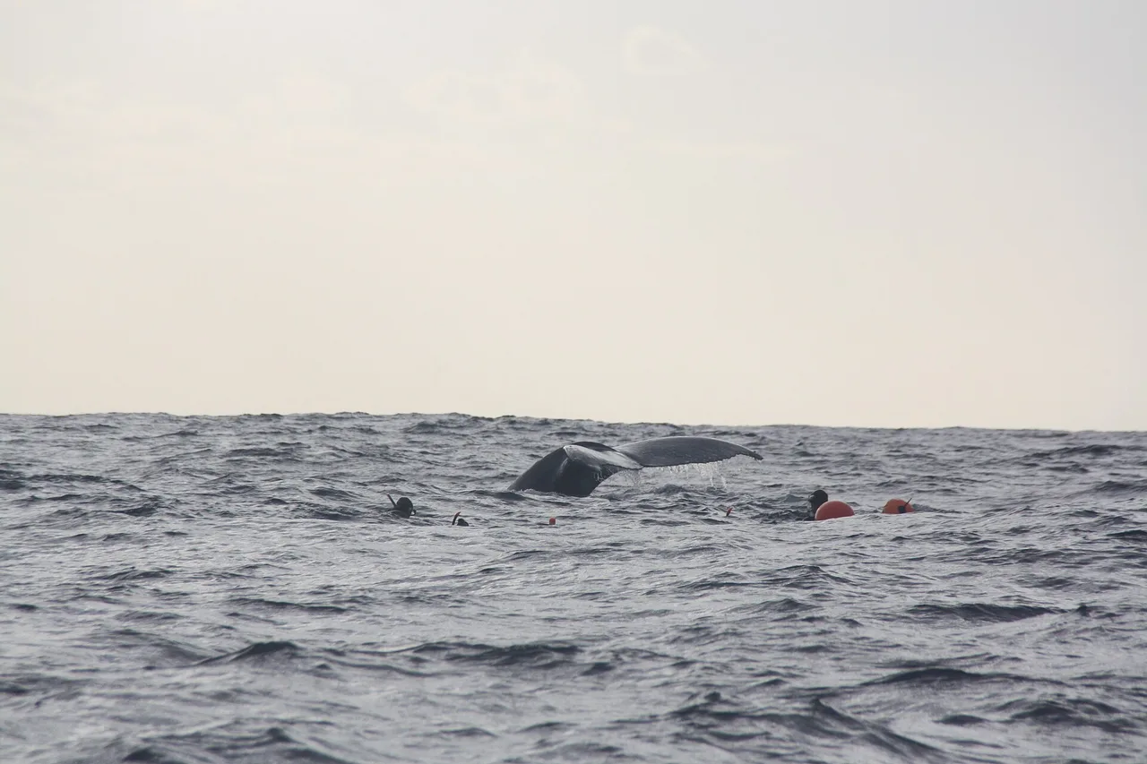 Nageurs encadrés à distance d'une baleine à bosse au large de La Réunion