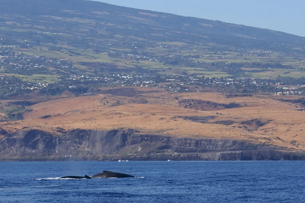 Back of a humpback whale off the coast of Réunion Island