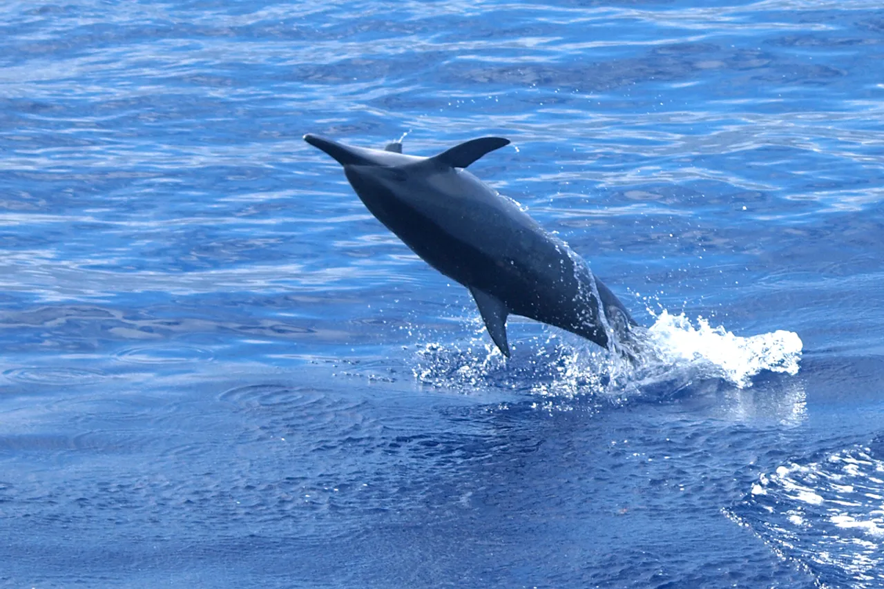 Dauphin long bec sautant hors de l'eau au large de La Réunion