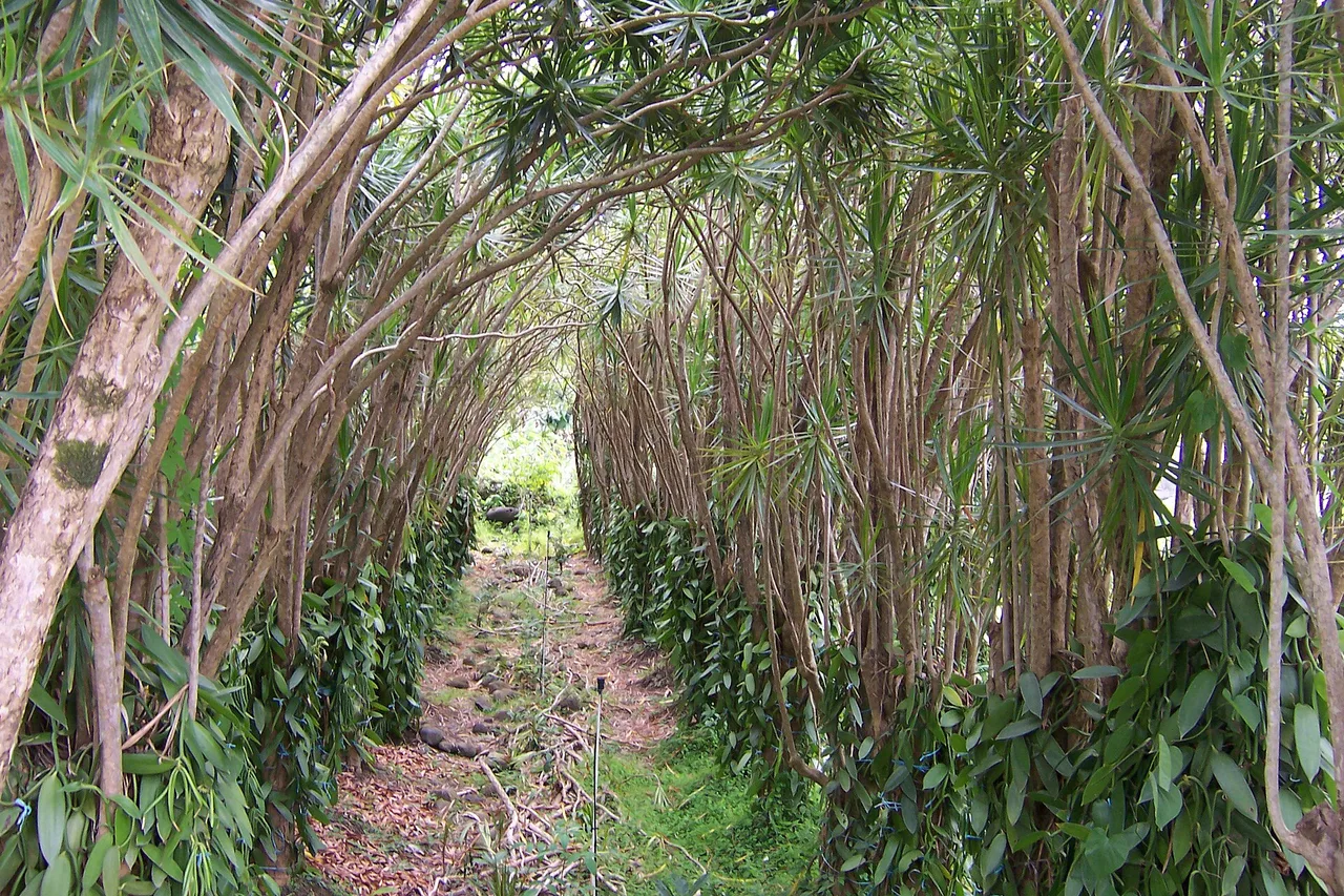 Allee einer Vanilleplantage im Waldschatten auf La Réunion, Ranken an ihren Stützen