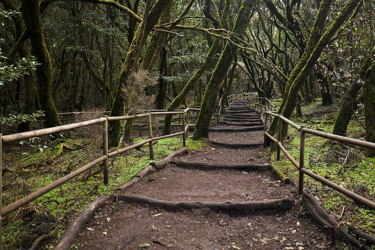 Wanderweg durch den nebligen Lorbeerwald im Nationalpark Garajonay, La Gomera