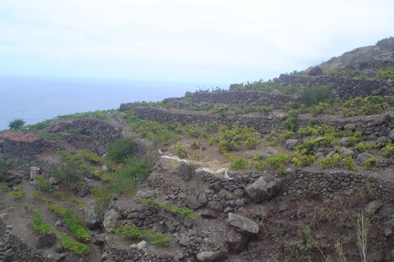 Viñedos en terrazas sobre las laderas volcánicas de Taganana, Tenerife