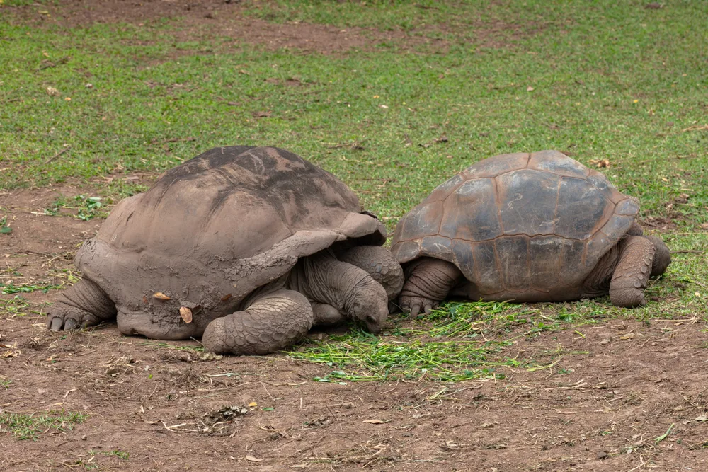 Giant Aldabra tortoises, the species you meet at La Vanille Nature Park in southern Mauritius
