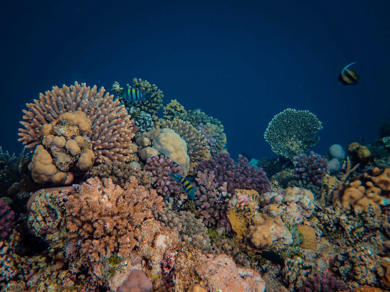 Snorkeling à l'île Maurice : les 12 meilleurs spots