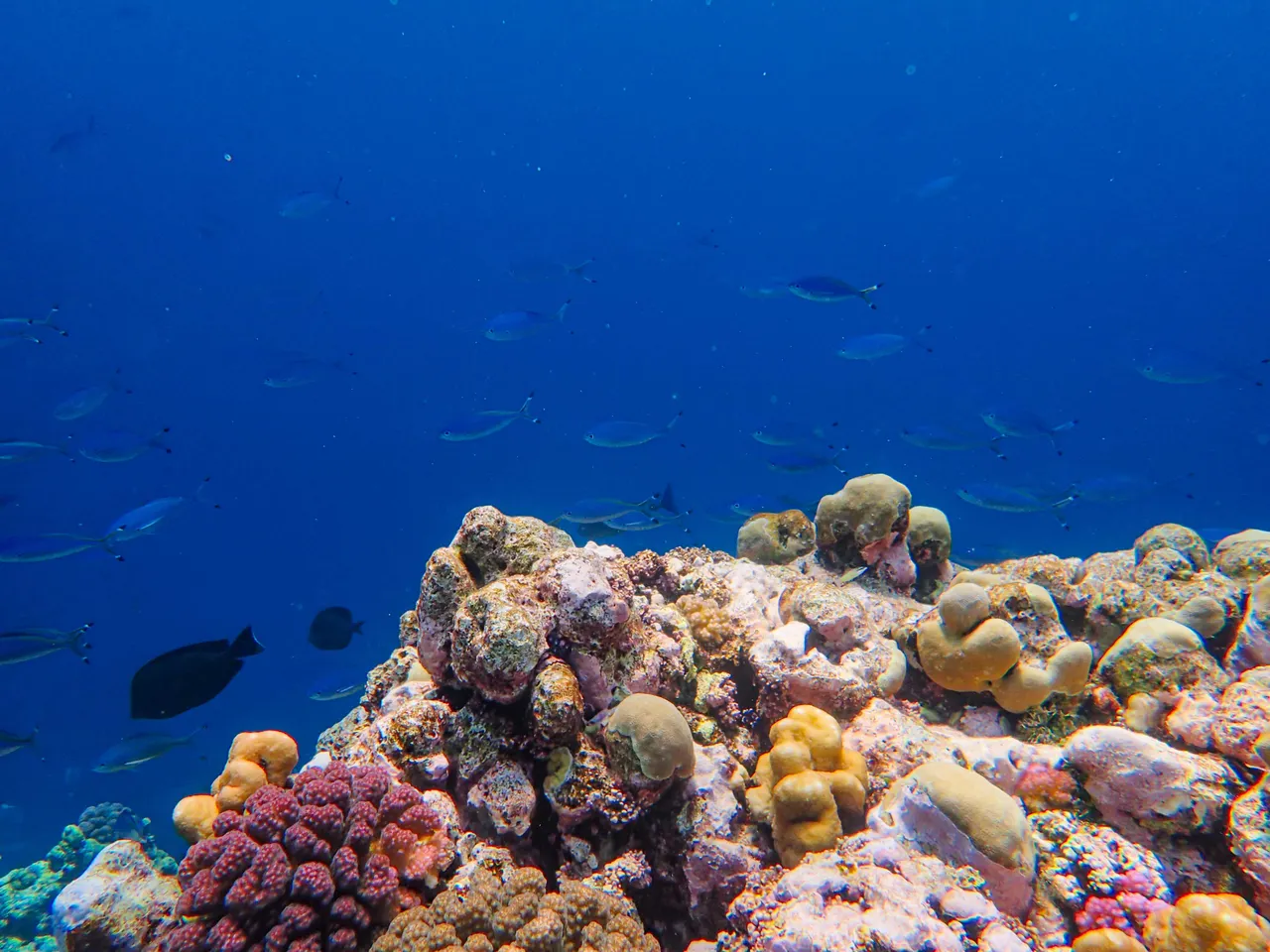 Nager avec les dauphins à l'île Maurice : le guide honnête